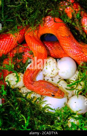 Corn snake Pantherophis guttatus, laying eggs, captive, native to the southeastern United States Stock Photo