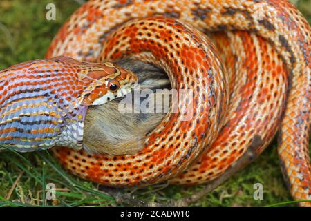 corn snake (Pantherophis guttatus), eating eastern chipmunk found dead and offered to captive snake, native to Eastern United States Stock Photo