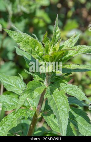 Early spring leaves of Hemp Agrimony / Eupatorium cannabinum, a common UK weed once used as a medicinal plant in herbal remedies. Stock Photo