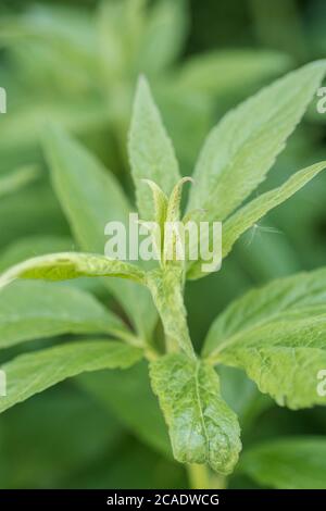 Early spring leaves of Hemp Agrimony / Eupatorium cannabinum, a common UK weed once used as a medicinal plant in herbal remedies. Stock Photo