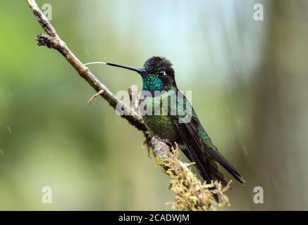 Closeup of male Talamanca hummingbird perching on a mossy branch in the rain in the Talamanca Mountains,Chiriqui Province,Panama Stock Photo
