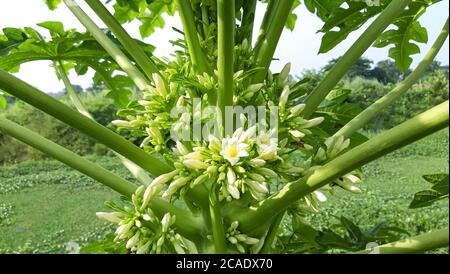 Beautiful Papaya flowers and buds Stock Photo