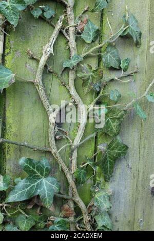 close up ivy grown on a weathered fence Stock Photo