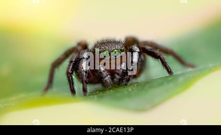 The zebra back spider Salticus scenicus is a common jumping spider of the Northern Hemisphere. Like other jumping spiders it does not build a web. The Stock Photo