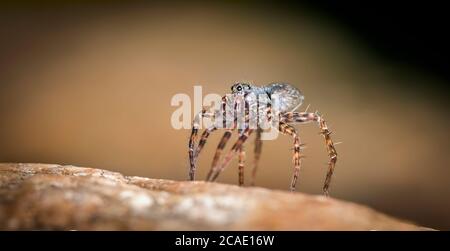 The zebra back spider Salticus scenicus is a common jumping spider of the Northern Hemisphere. Like other jumping spiders it does not build a web. The Stock Photo