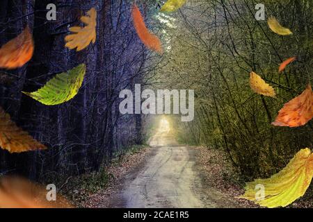 The road passing through dark mystical atmosphere park.  Mysterious fairy forest in a fog. Strange misty forest in autumn. Nature misty landscape. Stock Photo