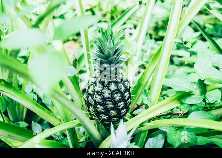 Closeup of organic pineapple plant bearing a big fruit. Selective focus. Copy space. Stock Photo