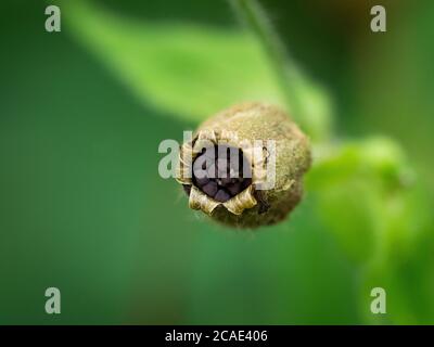Silene dioica, red campion seed pod and seeds, Cornwall, UK, July Stock Photo