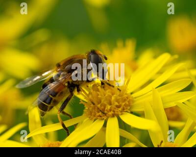 hoverfly, Diptera on a yellow flower, Cornwall, UK, July Stock Photo