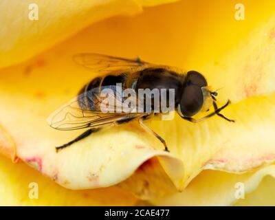 Hoverfly, Syrphidae on a yellow rose, Devon, UK Stock Photo