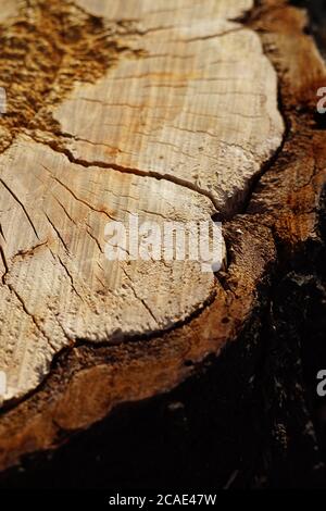 closeup tree stump with bark in cracks. Stock Photo