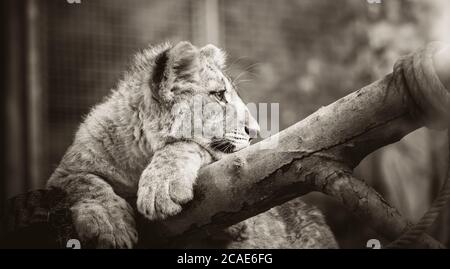 The young lion of Berber look majestic dark background., the best photo. Stock Photo