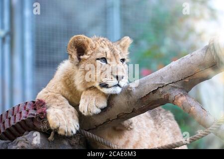 The young lion of Berber look majestic dark background., the best photo. Stock Photo