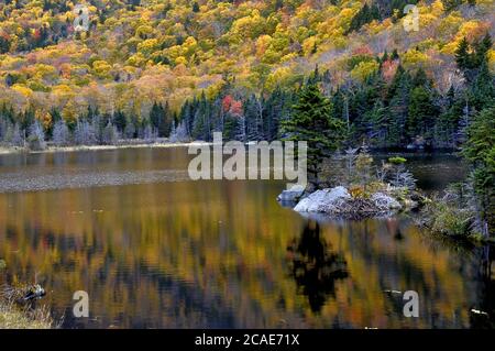 Vibrant autumn colors reflecting on calm surface of scenic Beaver Pond in Kinsman Notch, New Hampshire. Beaver lodge built alongside small island.