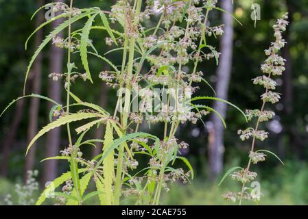 Cannabis ruderalis flowers in forest closeup selective focus Stock Photo