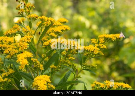 Solidago canadensis Canada goldenrod yellow flowers in meadow macro selective focus Stock Photo