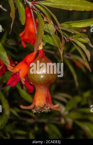Fruit of Dwarf Pomegranate (Punica granatum var. nana) Stock Photo