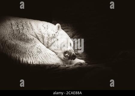 Polar white bear sleeping on snow rock. Sleeping polar bear in white winter zoo. Portrait of peaceful sleepy polar white bear Ursus Maritimus curled u Stock Photo