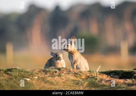 On a Norfolk reserve a pair of baby bunnies (Oryctolagus cuniculus) play around in the early evening light at East Wretham Heath Stock Photo