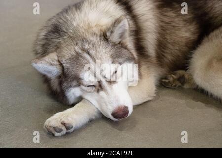 gray, white and brown husky sleep on the floor. lazy husky lies on the floor with closed eyes. portrait of siberian husky. the dog looks like wolf. Stock Photo