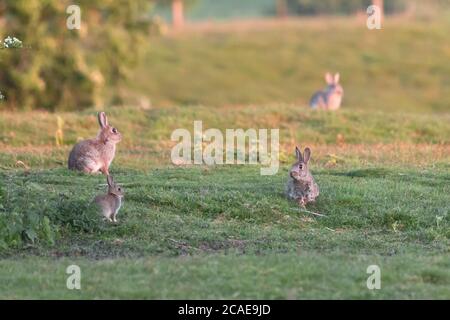 Multiple generations of rabbits (Oryctolagus cuniculus) sit in the evening sun in Norfolk grassland at East Wretham Heath Stock Photo