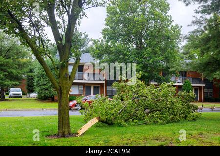 The broken trees after powerful hurricane Stock Photo - Alamy