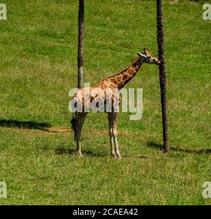 Small Northern giraffe standing in a green field Stock Photo