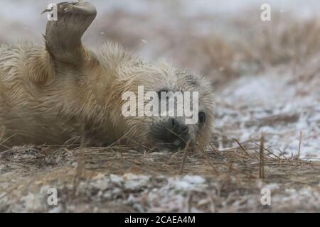 A newly born grey seal (Halichoerus grypus) pup lying in the fresh snow on the Lincolnshire dunes waving its front flippers around Stock Photo
