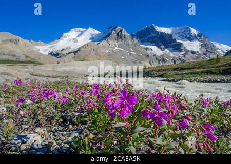 River beauty flowers,  beside Sunwapta River headwaters, Columbia Icefield, Jasper National Park, Alberta, Canada Stock Photo