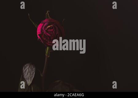 Withered red rose. Gothic background with copy space. Stock Photo
