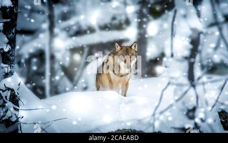 A lone Timber wolf or Grey Wolf Canis lupus walking in the falling winter snow. Stock Photo