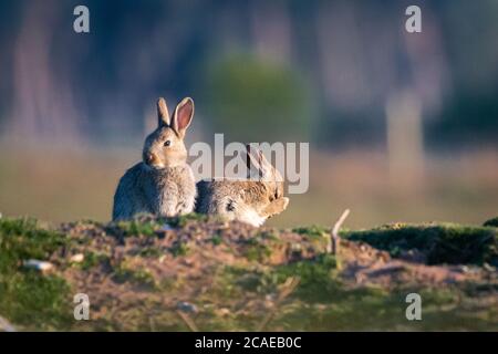 The young rabbit (Oryctolagus cuniculus) watches around the area whilst its friend cleans its nose relaxing in the grassland they live in Norfolk Stock Photo