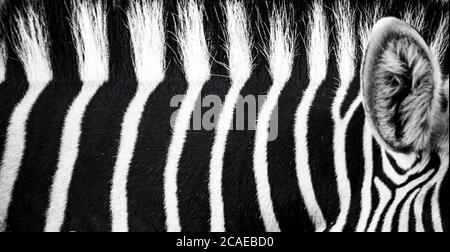 background which the structure of hide of zebra is represented on, the best photo Stock Photo