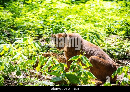 Lynx sitting and looking at the camera in the green vegetation on a summer day Stock Photo