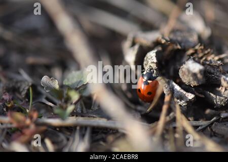 lady bug on a pine tree cone Stock Photo