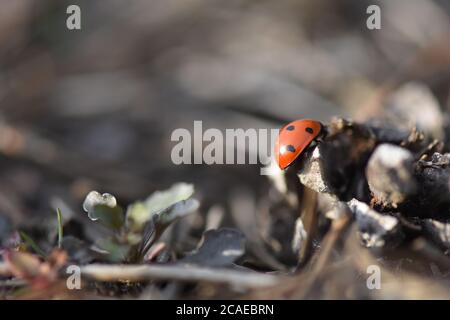 lady bug on a pine tree cone Stock Photo