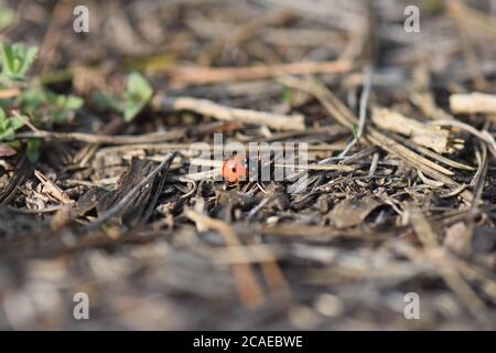 lady bug on a pine tree cone Stock Photo