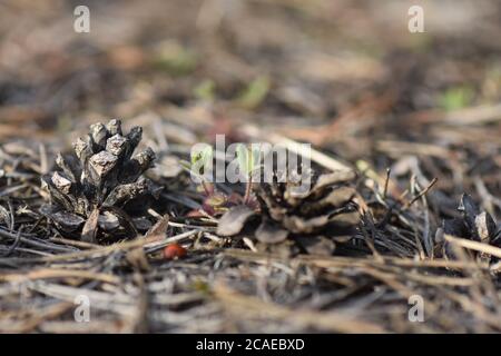 lady bug on a pine tree cone Stock Photo
