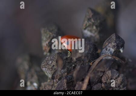 lady bug on a pine tree cone Stock Photo