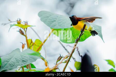 Purple Rumped sunbird ready to take off Stock Photo