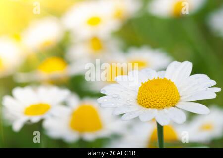 Wild flower. Little chamomile or daisy flowers in sunny sunmmer day on a meadow Stock Photo