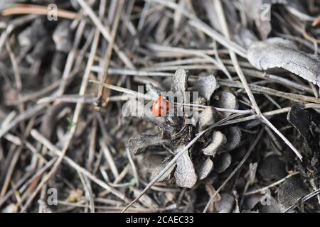 lady bug on a pine tree cone Stock Photo