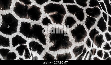 background which the structure of hide of giraffe is represented on, the best photo Stock Photo