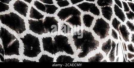 background which the structure of hide of giraffe is represented on, the best photo Stock Photo