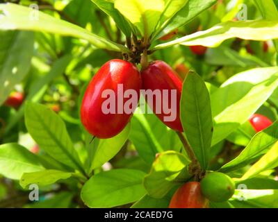 Closeup shot of red Miracle fruit on a branch in a garden on a sunny afternoon Stock Photo