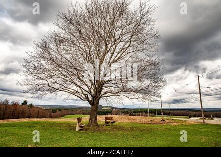 A Cimson King Maple Tree at the old Fernald School in Templeton, Massachusetts Stock Photo