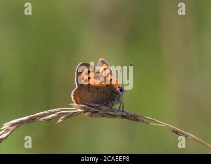 Small Copper, Lycaena phlaeas, single adult resting on dried grass flower in field, Worcestershire, UK. Stock Photo