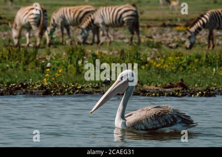 Pelican in front of Zebras Pelikan Zebra Stock Photo