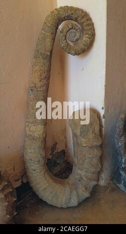 Long ammonite fossil near a wall in a workshop, Morocco Stock Photo