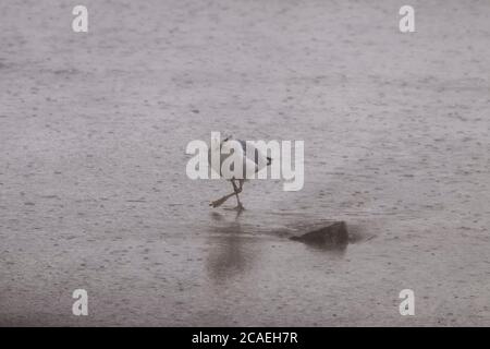 Seagull walking in the rain on a beach Stock Photo